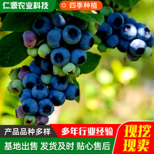 ɽ�|����ֱ���{ݮ�� �ļ����Ե����Ϸ������̨�Nֲ���F�{ݮ��