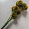Suck yellow