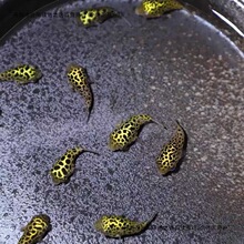 河豚观赏鱼金娃娃淡水小小型生气鼓肚子好养耐活巧克力娃娃