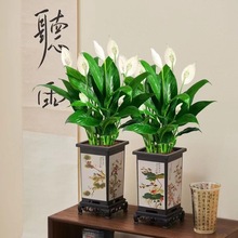 白掌一帆风顺盆栽水培植物绿萝箩花卉室内花绿植红掌发财树吸甲醛