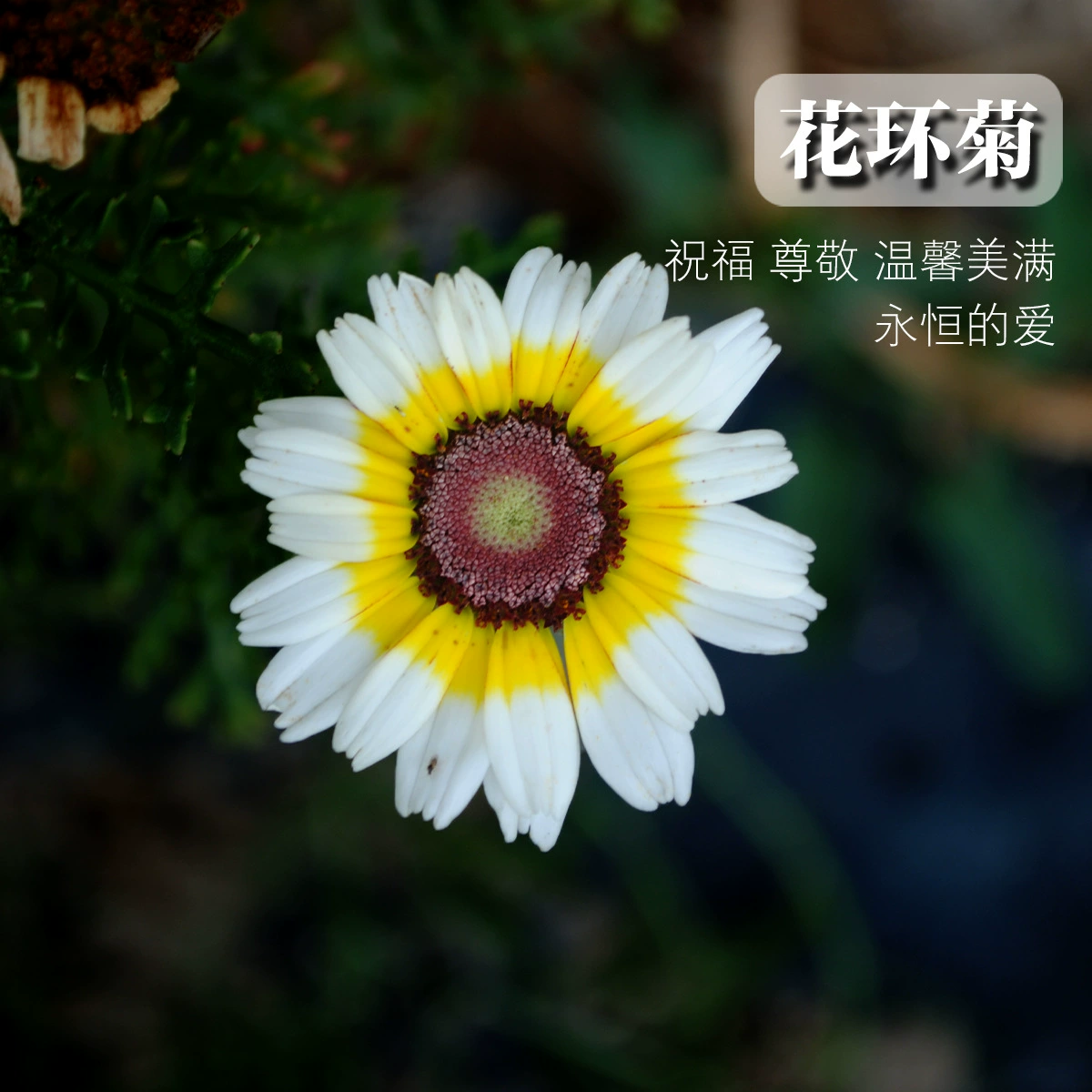 Гирлянда Семена Хризантем Фабрика Оптовая Продажа Семена Цветов Хризантемы Цветок Морской Сад Балкон Горшок Посадка Срезанный Цветок Триколор Хризантема