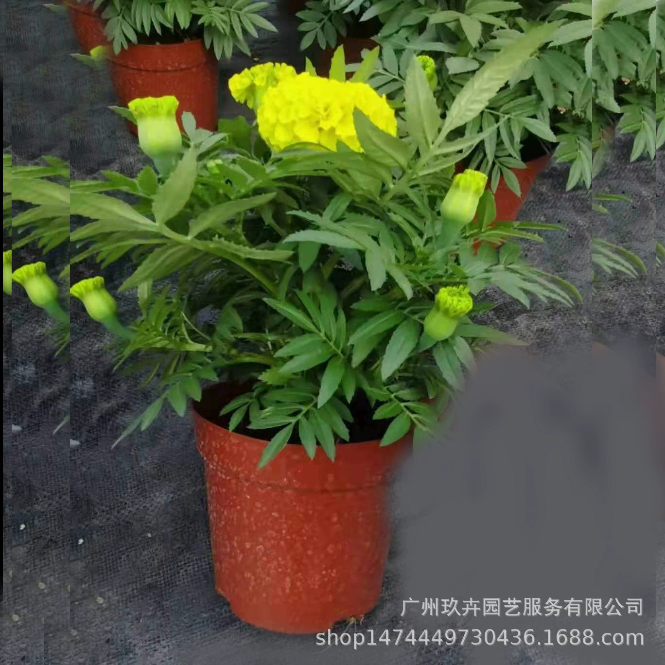 Календула Цветочные растения Просмотр цветов Маленькие растения в горшках Парк Сад Цветок Просмотр Зеленые растения Настольный офис Горшечные растения