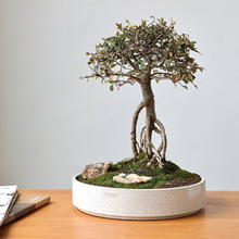 �辰ֲ�������մɻ���̦�\�������҃ȾGֲ������ڏ�����͹Ű�ɫ