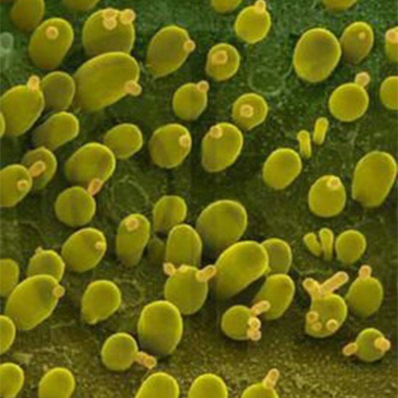 布拉迪酵母菌布拉氏酵母菌原粉畜禽养殖宠物猫狗200亿工厂批发