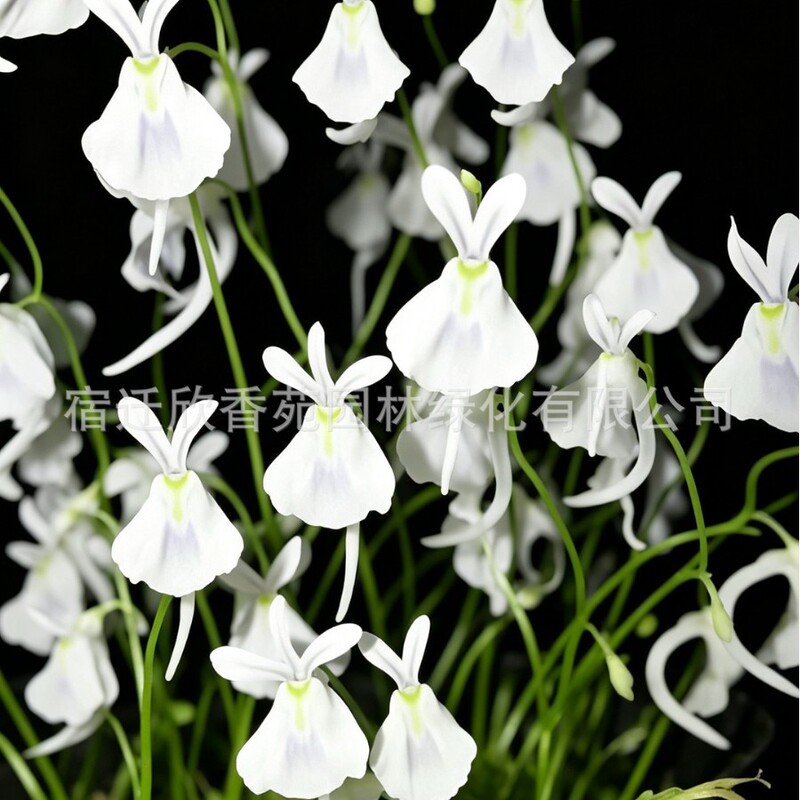 E-commerce supply: White Rabbit Water Plantain seeds, suitable for indoor and balcony cultivation, easy to grow and plant, ideal for garden flowers E-commerce supply: White Rabbit Water Plantain seeds, suitable for indoor and balcony cultivation, easy to grow and plant, ideal for garden flowers