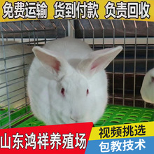 山東鴻祥長期供應散養肉兔子 肉兔子養殖成本低回本快 肉兔子價格