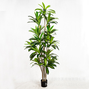 ��������F���ԾGֲҲ�T�F����ľ���l�͏dֲ���辰�ٺ�����ع��S