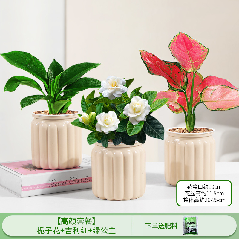 [하이룩 패키지] 가드니아 + 지리 레드 + 그린 프린세스