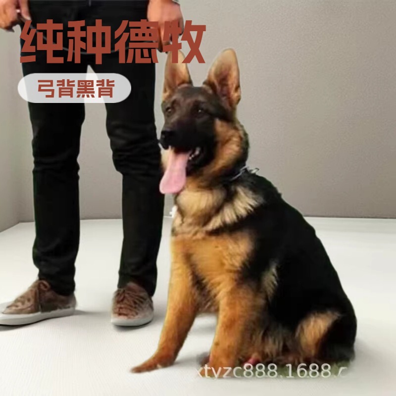 Purebred German Shepherd Puppy Bow Back Black Back German Shepherd Police Dog Military Dog Large Wolf Dog Hound Live Pet Dog