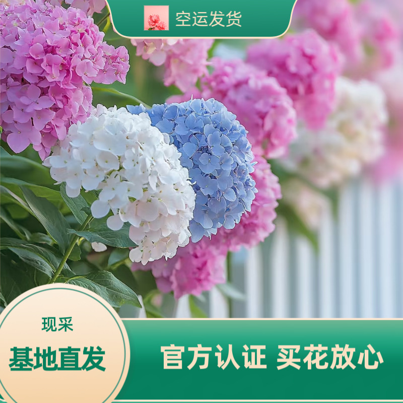 昆明基地直发节日用花批发商拿花现采鲜切花绣球花水养插花真花