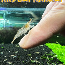 黑壳虾除藻虾鲜活观赏虾清洁草虾淡水虾活体樱花虾活虾耐活冷水虾