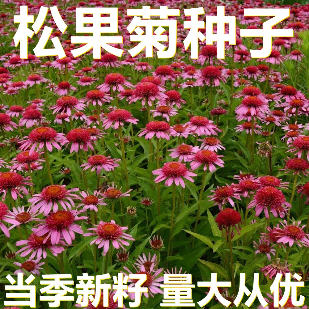 Семена Euryale ferox 250-500г в мешках оптом, прямые поставки с места происхождения, сезонные новые семена, семена садовых цветов