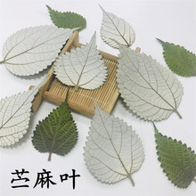 �r���~ �����~���~��Ȼֲ��ɻ������b��N��Ѻ��diy�Ʒ��������