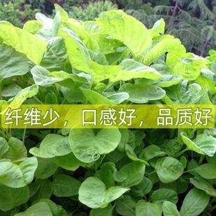 �ļ��A�~�G�{�˷N�� �̨�����װlѿ�r���׷N�G�{���߲˷N��