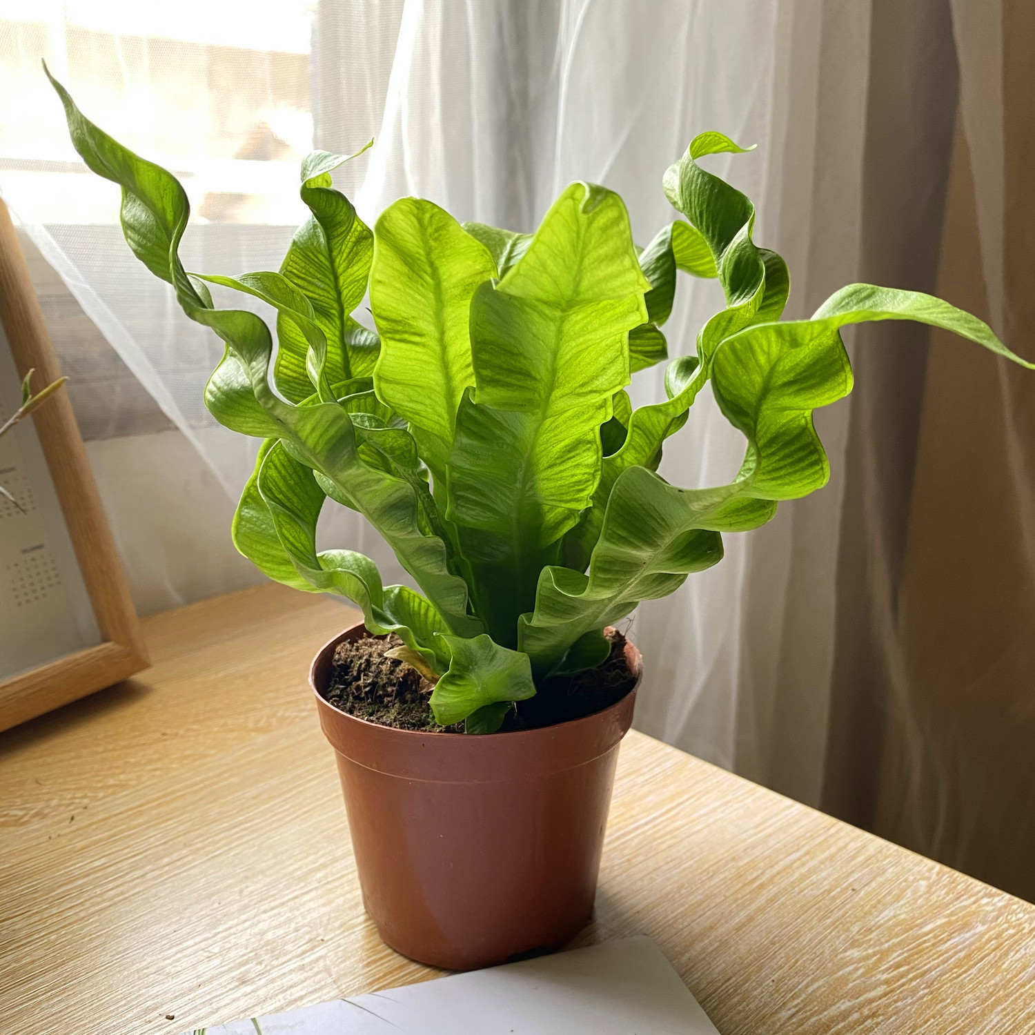 卷叶火焰鸟巢蕨办公室内喜阴绿植盆栽防辐射净化空气懒人好养花卉