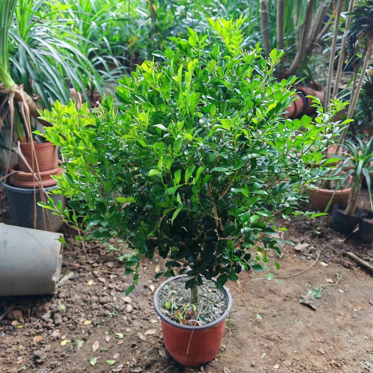 九里香盆栽驱蚊草室内客厅阳台浓香型七里香四季常青好养绿植花卉