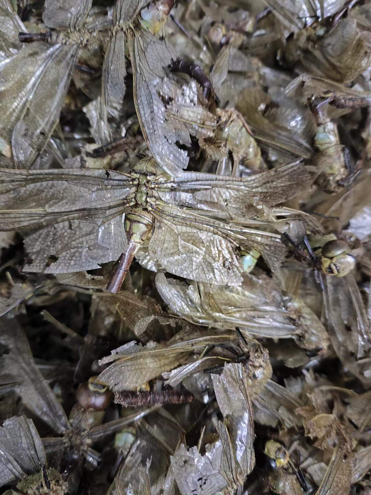 Dragonfly (Anisoptera) — Whole Dried Dragonfly, Green-Headed & Red Varieties, Food Herb key features