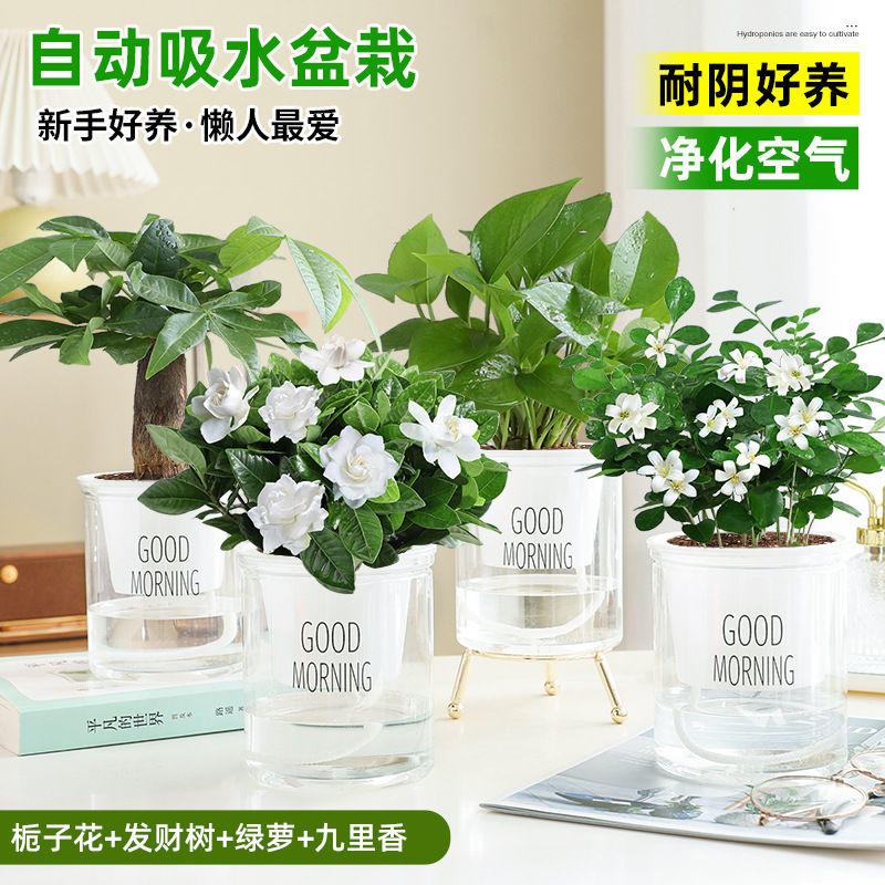 [핫셀링 4화분] 치자나무 + 돈나무 + 구리향 + 포토스