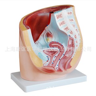 Kay-332A Female Pelvic Sagittal Anatomy Model Female Organ Anatomy Model Human Medical Anatomy Model