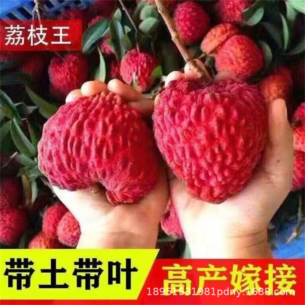 Xianjin Feng Litchi Фруктовое дерево Рассада прививки Рассада личи Южные фрукты Позднее созревание Личи Питомник База Оптовая