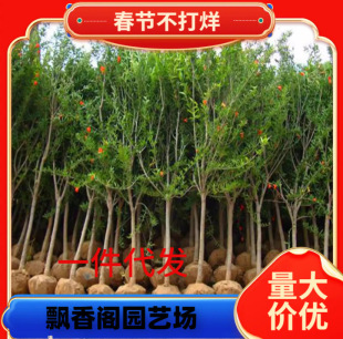 Pomegranate Tree Saplings Grafted with Henan Soft Seed Sweet Pomegranate Seedlings Potted Ground Planting Courtyard Extra Large Fruit Trees That Bear Fruit in the Same Year