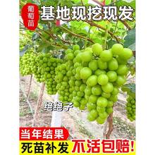 јoѼtӘͥԺϱNֲԵԮYm