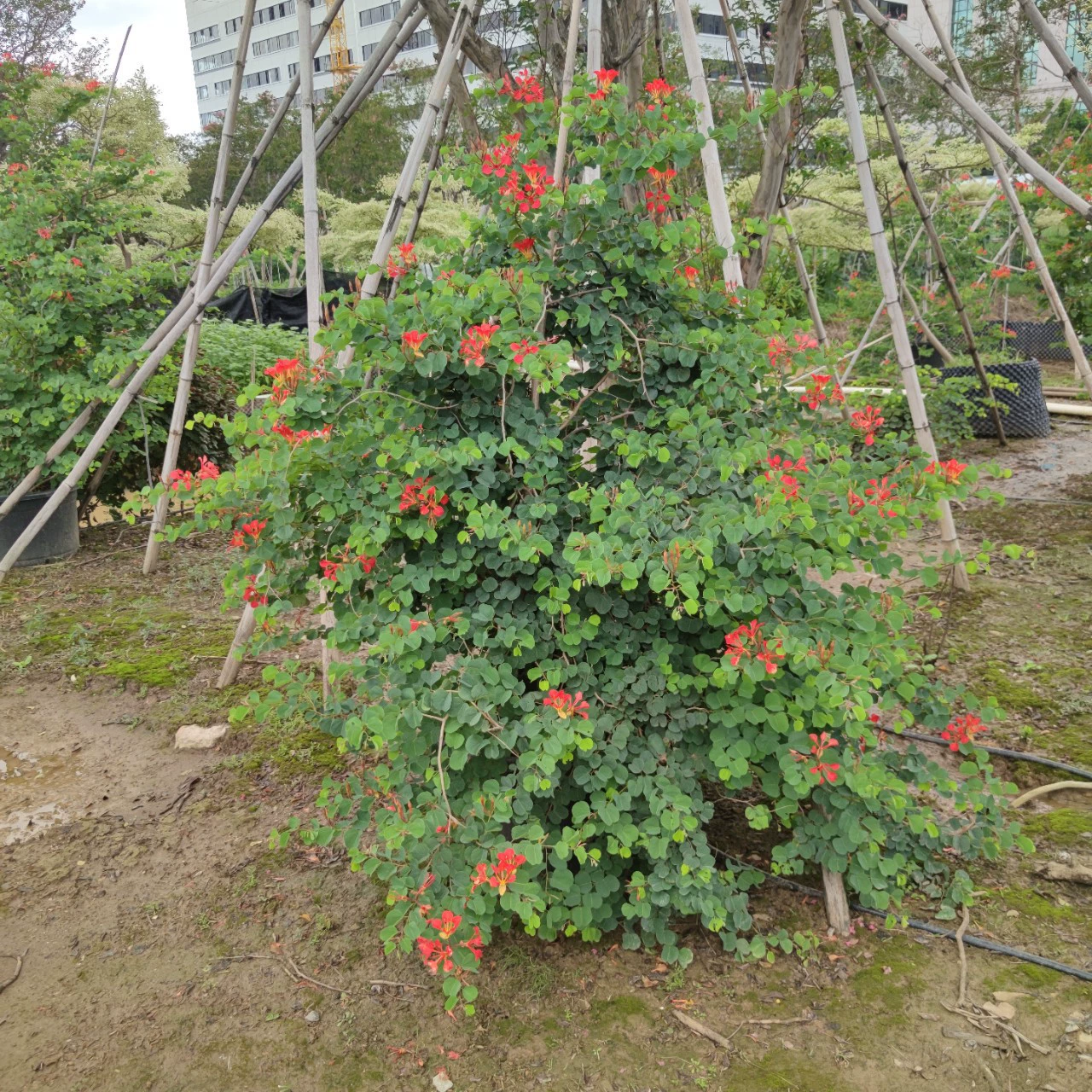 2302 База поставляет апельсиновый цветок Jiashi Babi 2-3 метра в горшке с длительным периодом цветения