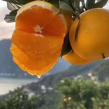 【秭归九月红橙子】正宗宜昌脐橙当季妈妈酸甜孕妇新鲜水果一整箱