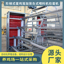 自动化养殖设备阶梯式机械蛋鸡笼养喂料机捡蛋机全自动