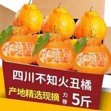 四川不知火丑橘橘子新鲜桔子时令水果柑橘5斤9斤包邮