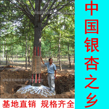 Їy֮l-N2-80yӘ ֱN ҎRȫ 