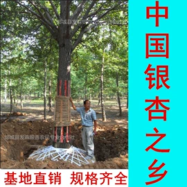 乔木;林业副产品