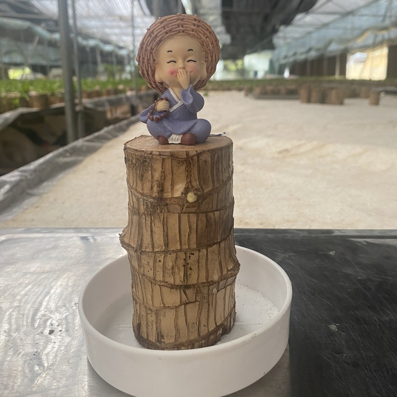 国境を越えた卸売ブラジル木水耕栽培植物幸運の木の切り株と芽と花のデスクトップ小さな鉢植えグルート|undefined