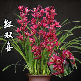 精品高档【红双喜】年宵花大红色带花苞建兰名品室厅好养易活兰花