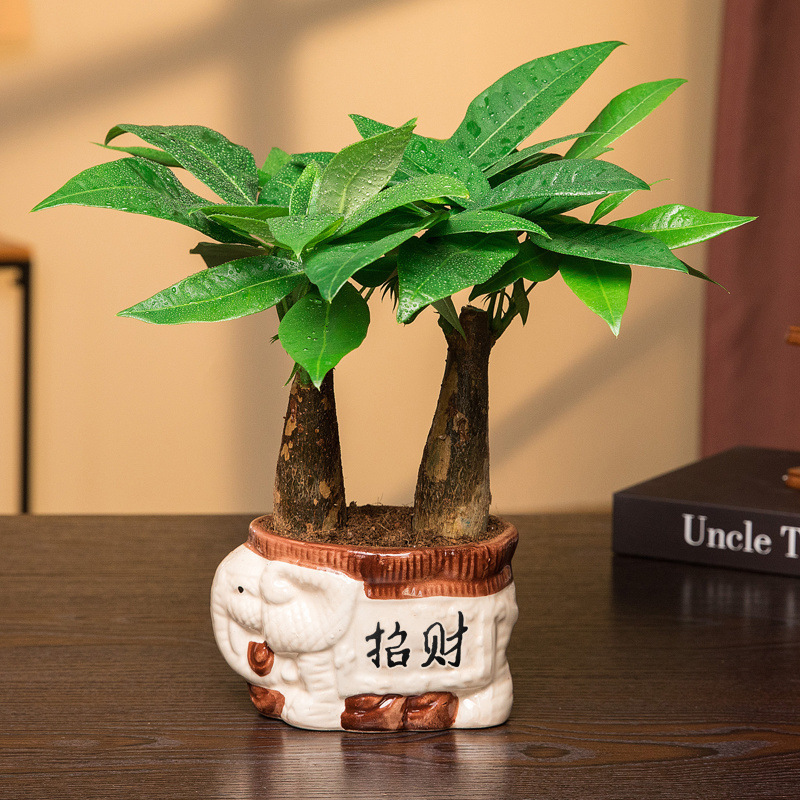 Fortune Tree Small Potted Water-Raising Indoor Flowers Rich Bamboo Small Bonsai Office Green Plants Living Room Money Tree