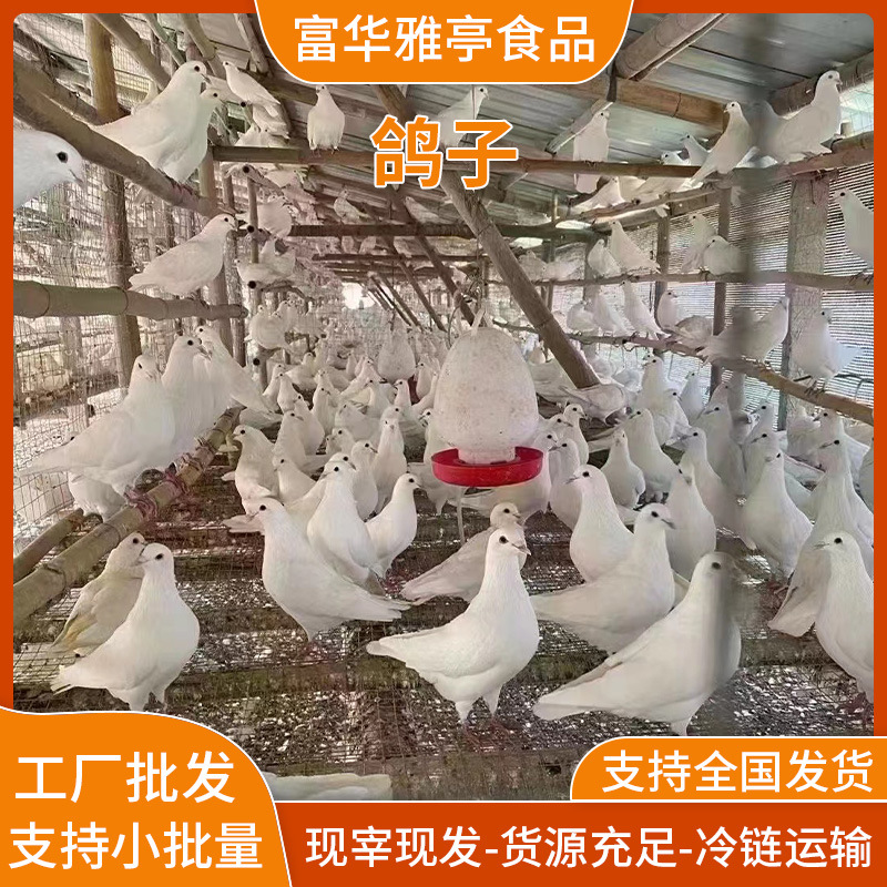 新鲜现杀鸽子养殖基地鸽子现货现发杂粮养殖鸽子量大从优
