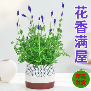 Lavender Potted Plants with Buds Shipped Fragrant Plants Florals Indoor Balcony Blooming Fragrance Cold-Resistant Green Plants Fresh