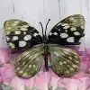 Silk 11CM Butterfly-Color Large 24