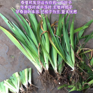 Blue Flower Iris Seedlings Perennial Cold-Resistant and Shade-Tolerant Wetland Plant Park River Potted Yellow Flower Iris Seedlings