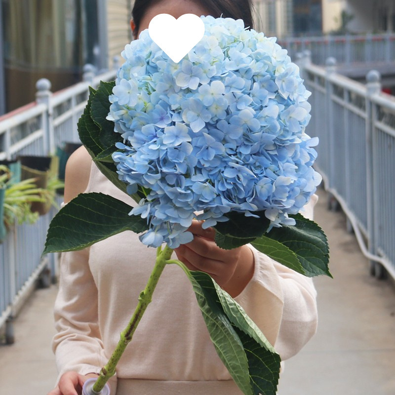 玫瑰花鲜花云南昆地批直发百合向日葵红豆家用鲜切水养插绢花|undefined