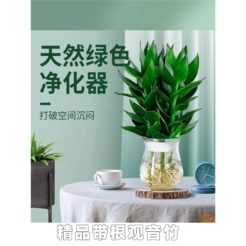 Guanyin Bamboo, Fortune-Attracting Bamboo, Hydroponic Root Flower, Wealth-Attracting Green Plant, Pothos Basket, Easy-To-Care-For Potted Plant for Office Use