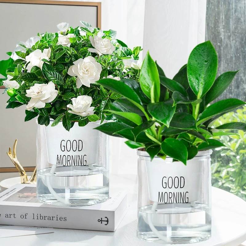 골드 다이아몬드 + 치자 나무 + 굿모닝 분지 2 + 영양 용액