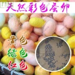 蚕卵彩色2024新蚕卵蚕子家蚕白套装蚕宝宝实验蚕种生物学校