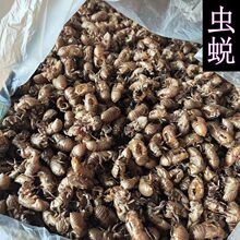 蝉蜕虫蜕水洗无泥沙蝉蜕免费打粉各种混合打粉实物拍摄