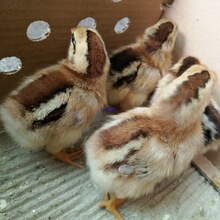 С�u����С�u�л����ھG�����u���B���u���S�u���J���u���猙��