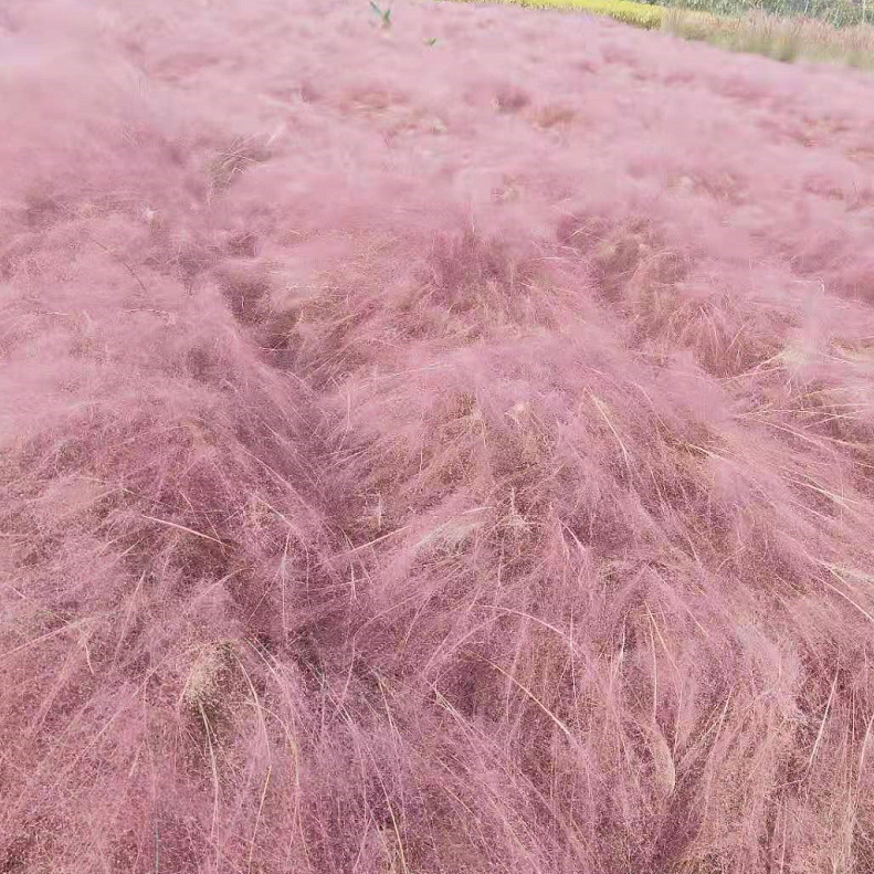 水生植物 粉黛乱子草 狼尾草 细叶芒 蒲苇 各种景区绿化 网红草-阿里巴巴