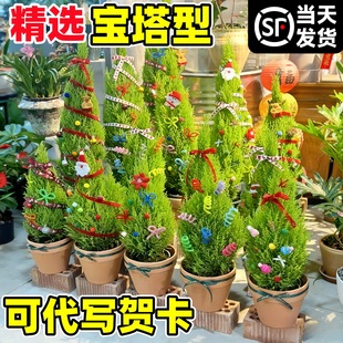 ���}�Q���Y�С�������}�Q��������������b�ֲ����С�Y��Gֲ