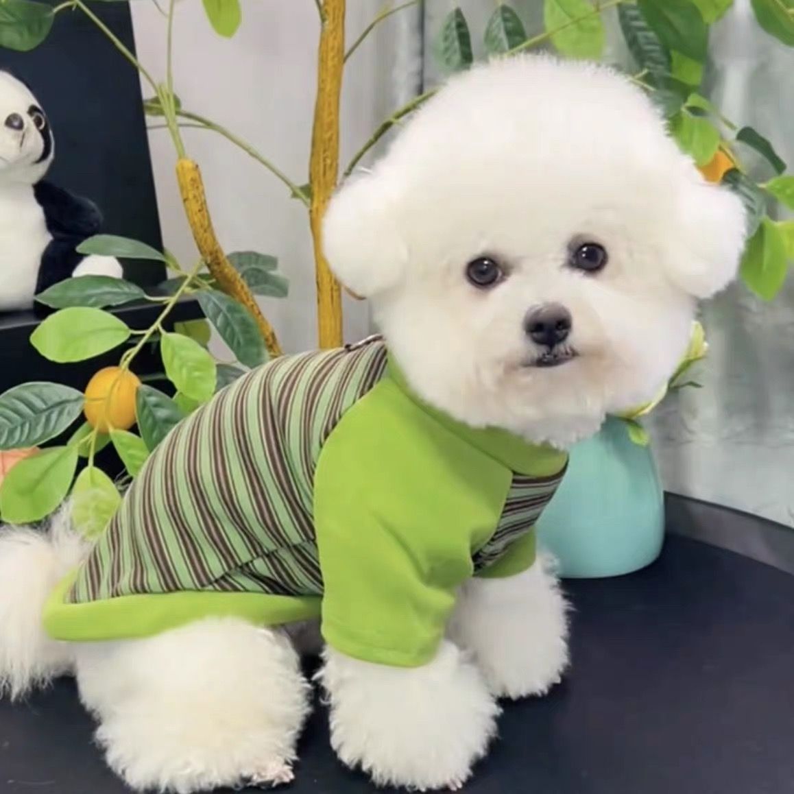 Gatos otoño invierno ropa accesorios rayas mascotas perros pequeños peleas de peluche que osos suministros de camiseta de base universal transfronterizos