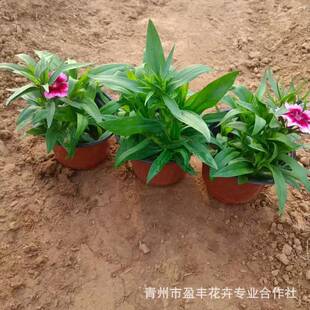 �@���^�pͥԺ�G����֦���޸��Wʯ�����l�ۻ��pɫ��WС��¶��Nֲ