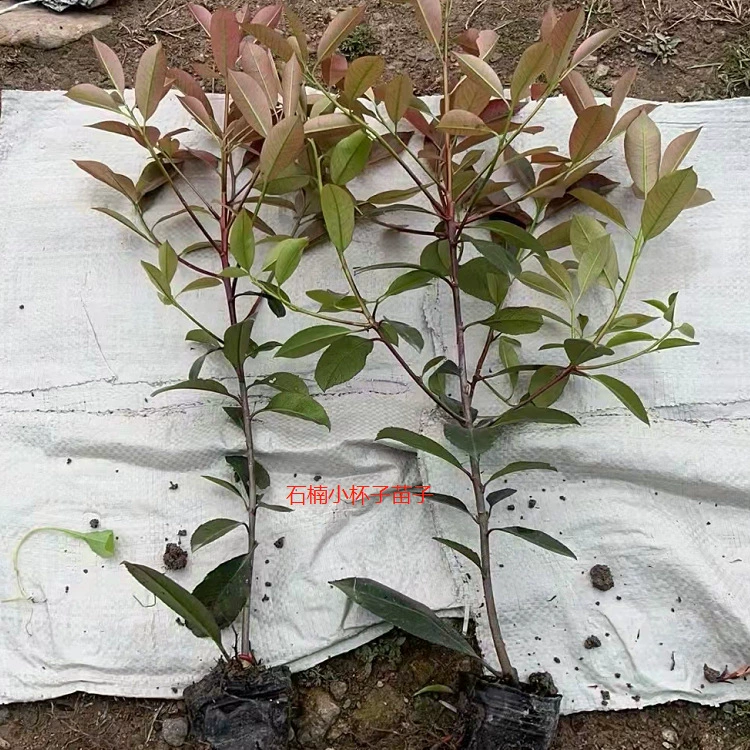 Красный лист каменного ягодного шара, большая чашка каменного ягодного шара, общественная дорога, зеленение каменного ягодного шара круглый год, вечнозеленый красный лист каменного ягодного шара, питательный пояс